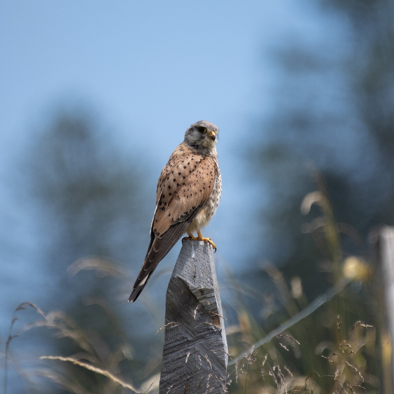 A kestrel perched on a wooden post, spotted while birdwatching